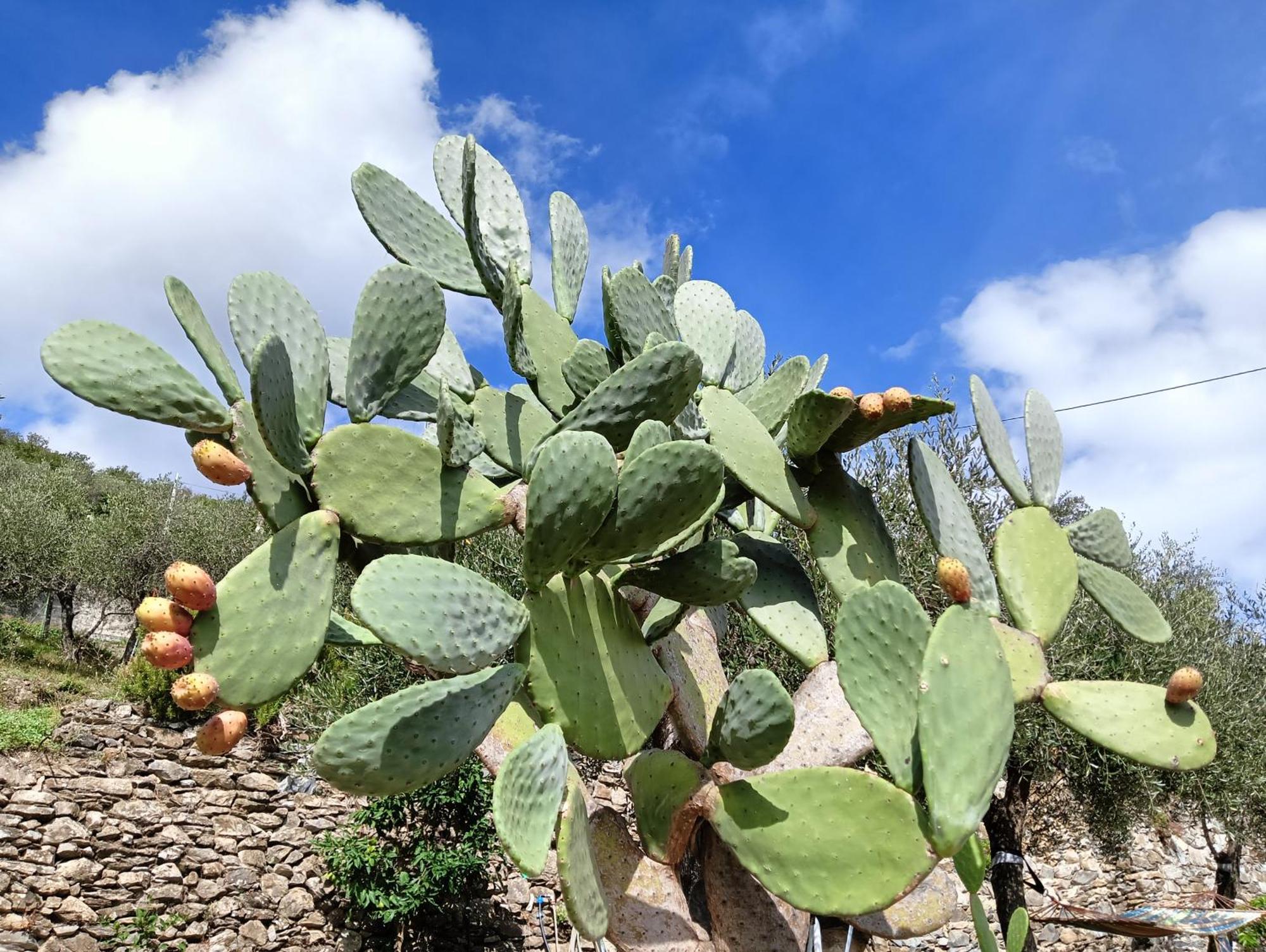 Vila Le Drupe Chiavari Exteriér fotografie